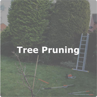 Tree Pruning